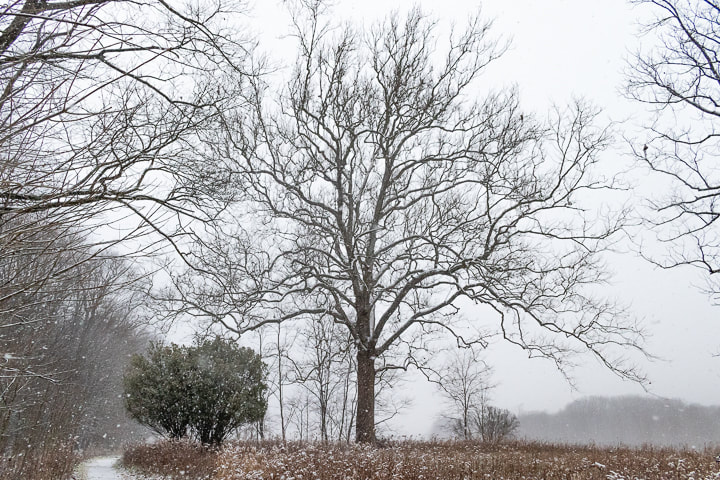 Nature & You: Leafless sycamore trees are brilliant white in winter